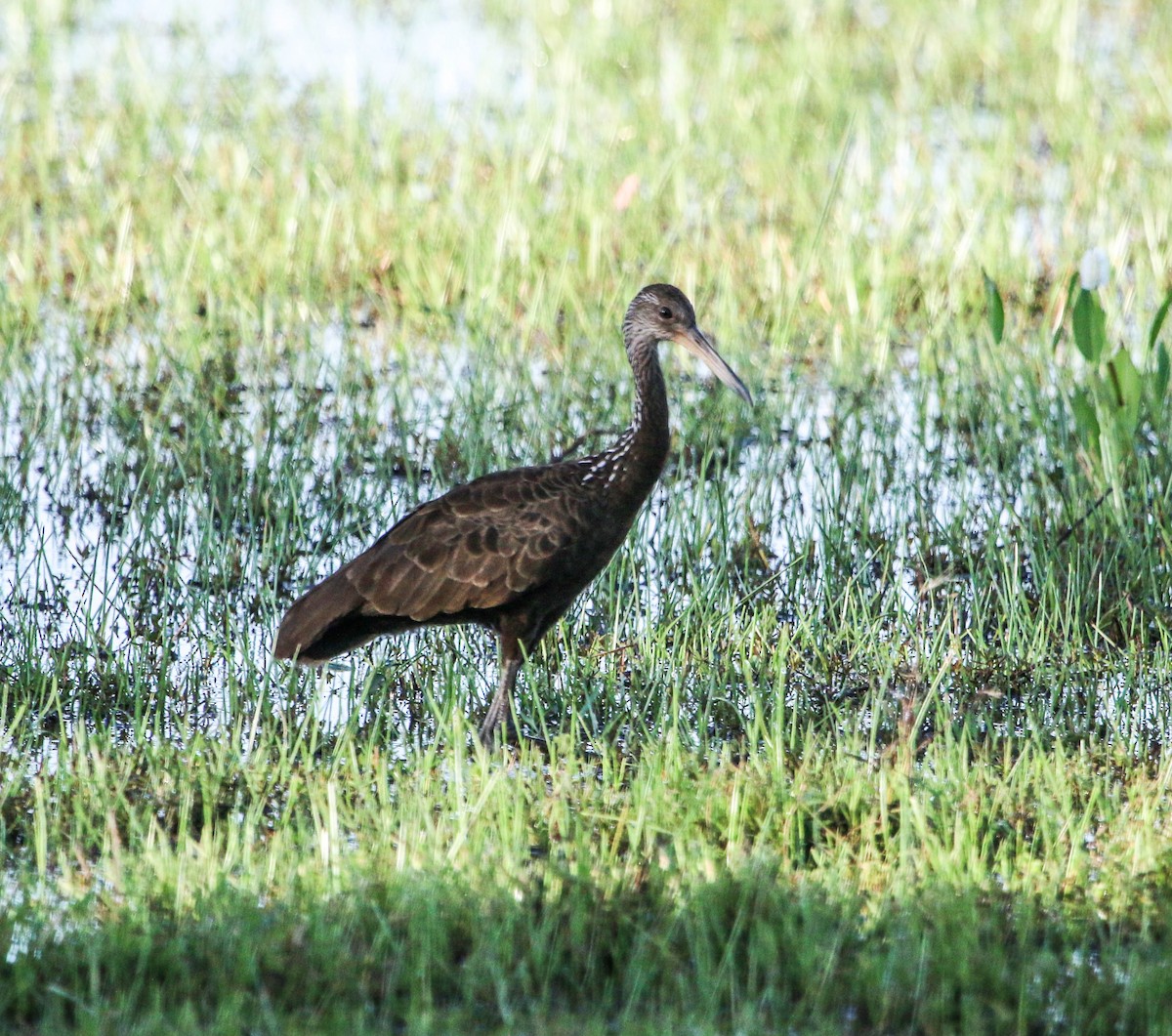 Limpkin - ML221306971