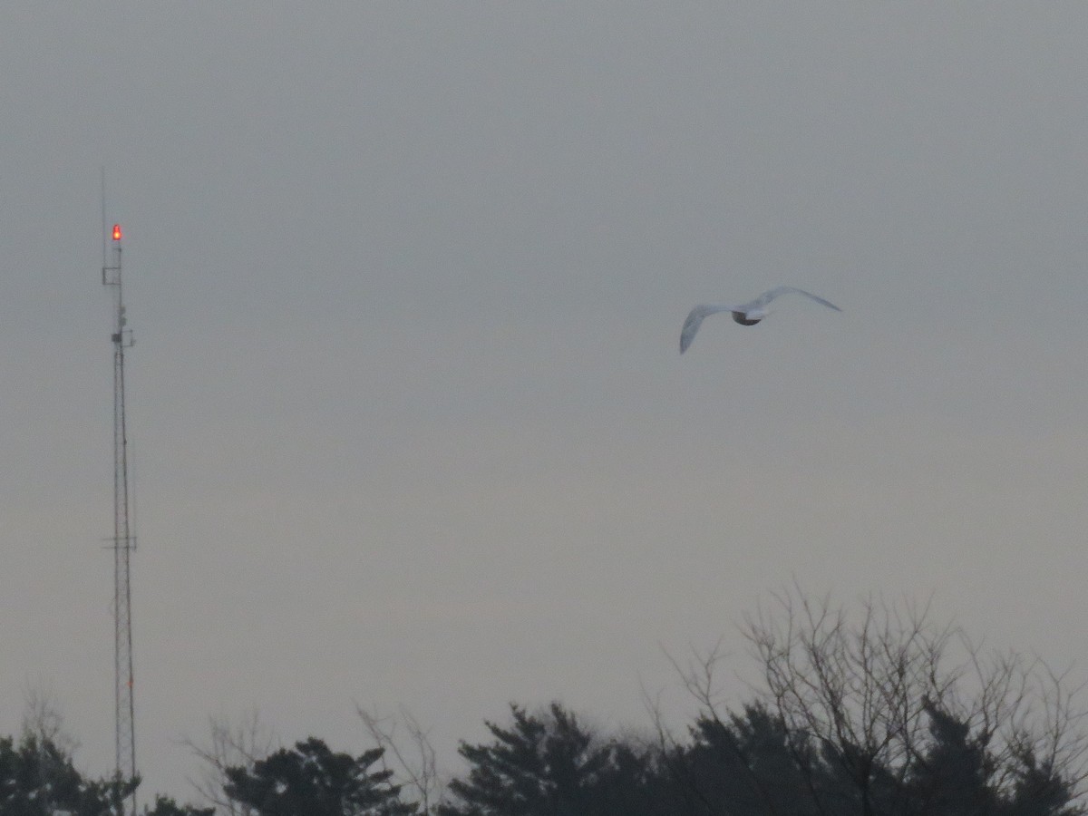 Glaucous Gull - Heydi Lopes