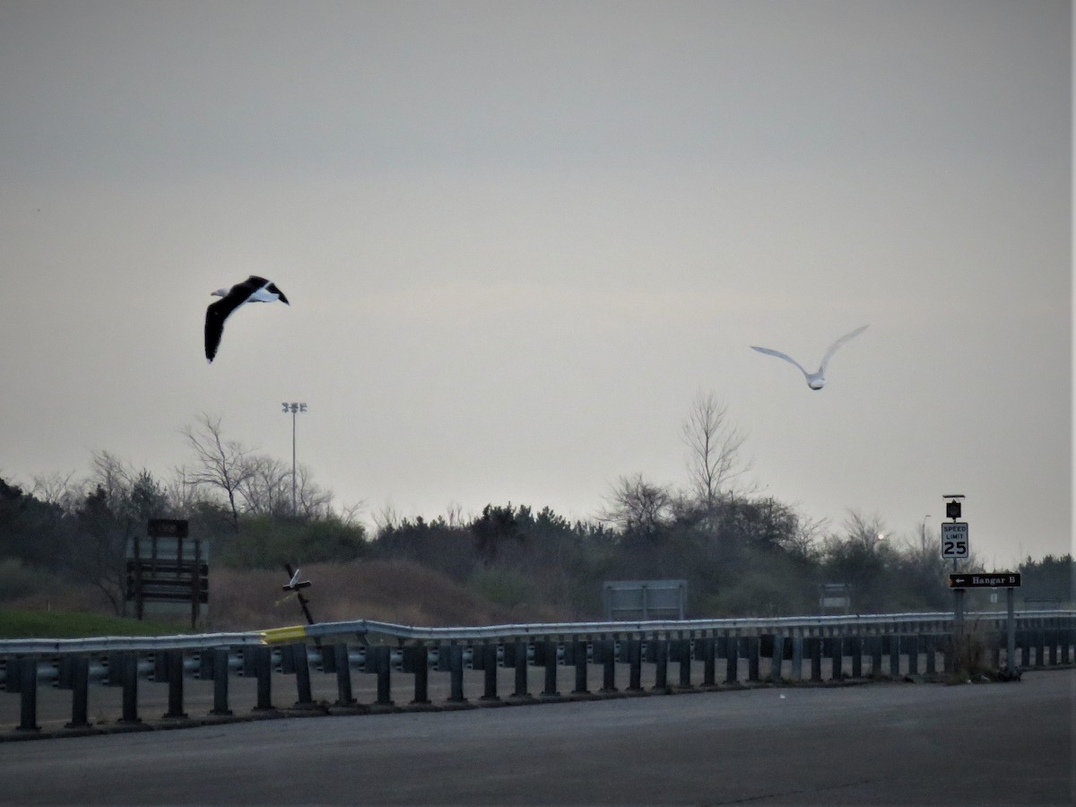 Glaucous Gull - ML221307341