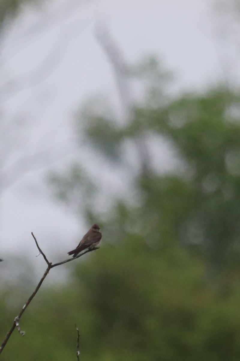 Northern Rough-winged Swallow - ML221308491