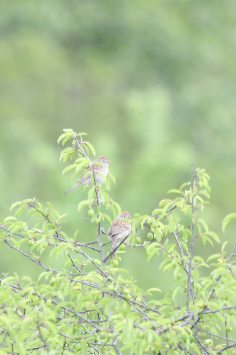 Field Sparrow - ML221308591