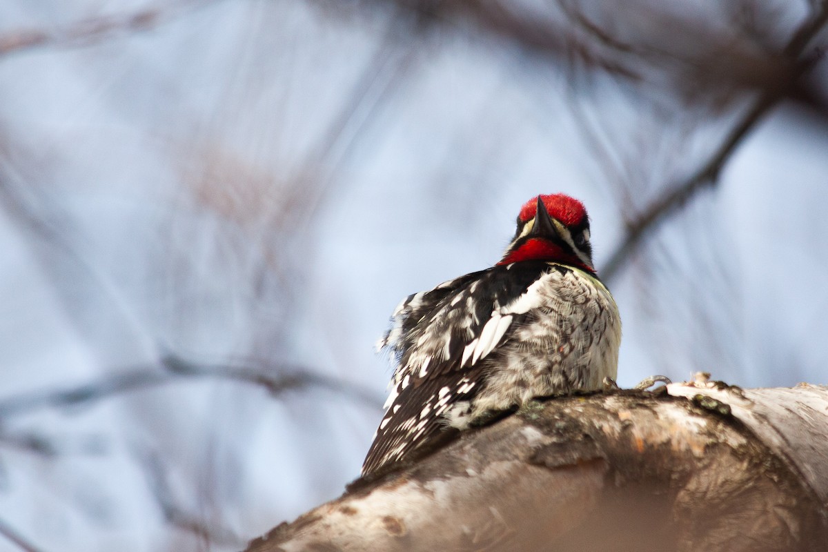 Yellow-bellied Sapsucker - ML221308621