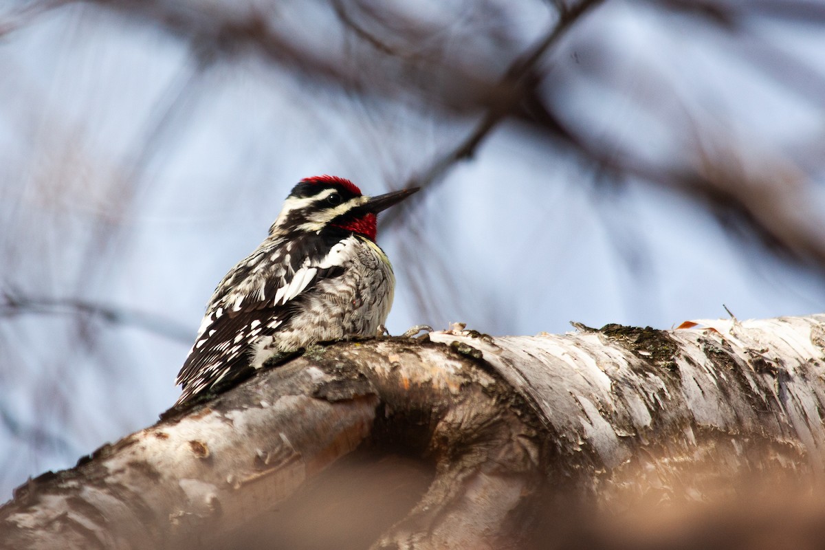 Yellow-bellied Sapsucker - ML221308631