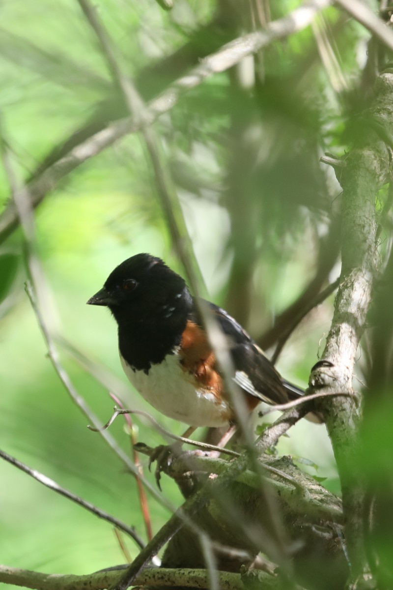 Eastern Towhee - ML221308731