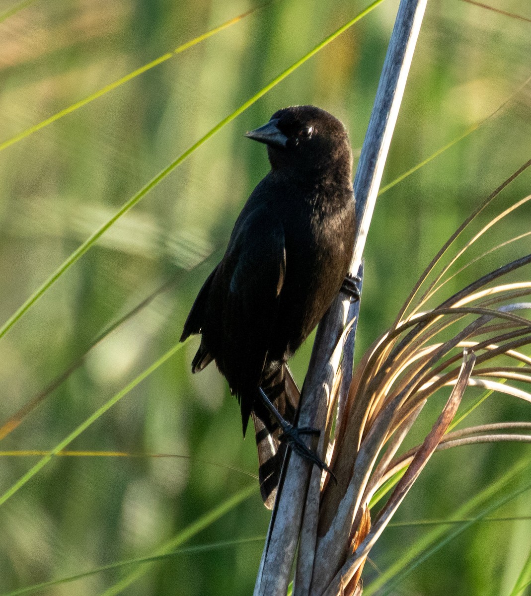 Tawny-shouldered Blackbird - ML221309761