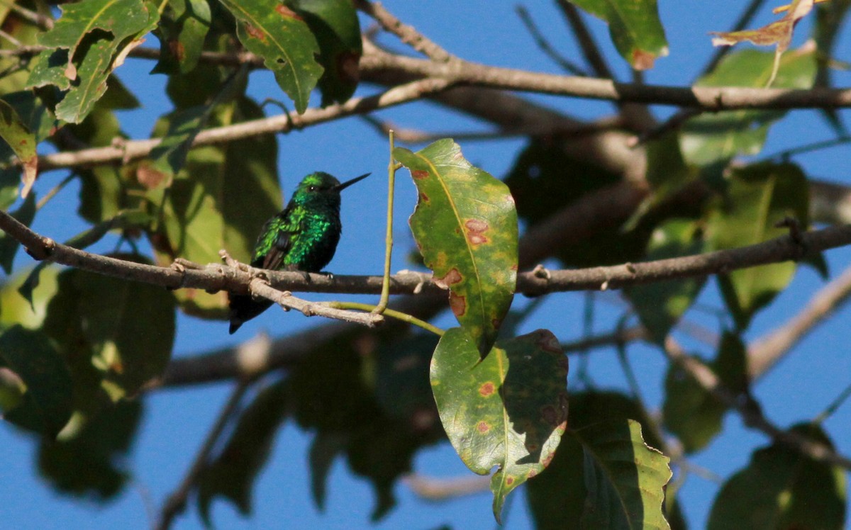 kolibřík modroocasý - ML22131001