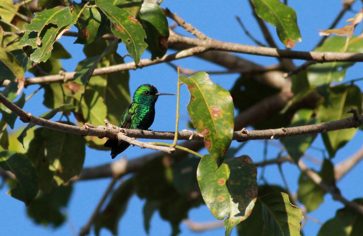 kolibřík modroocasý - ML22131021
