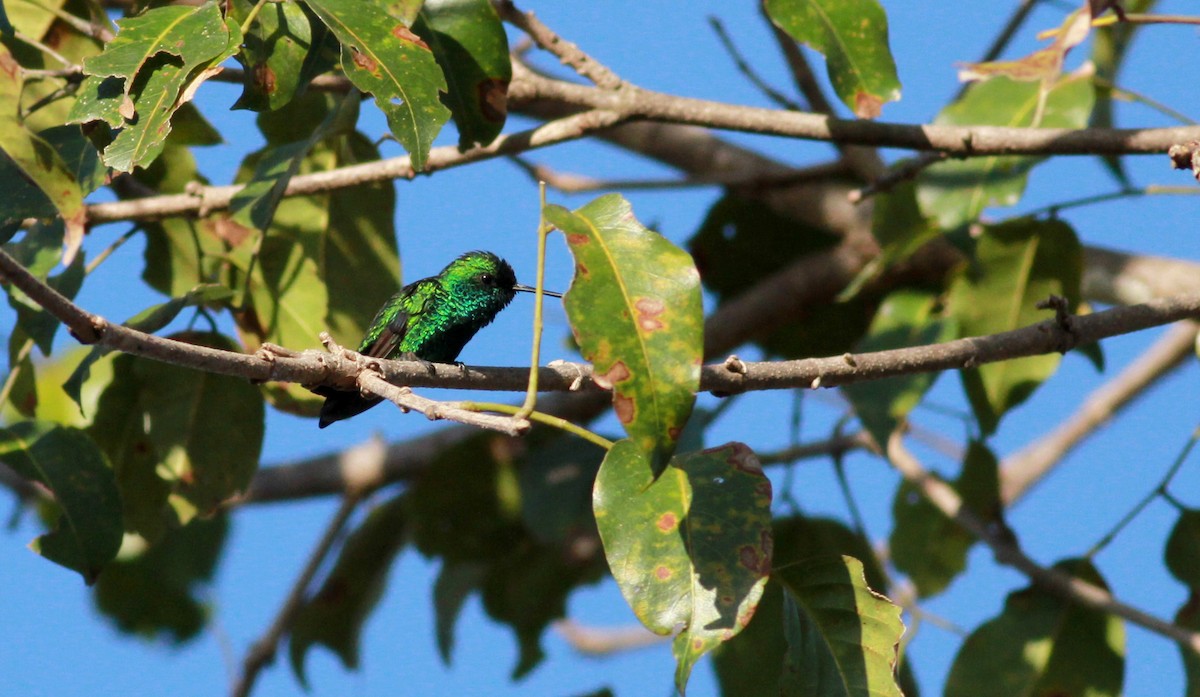 kolibřík modroocasý - ML22131031