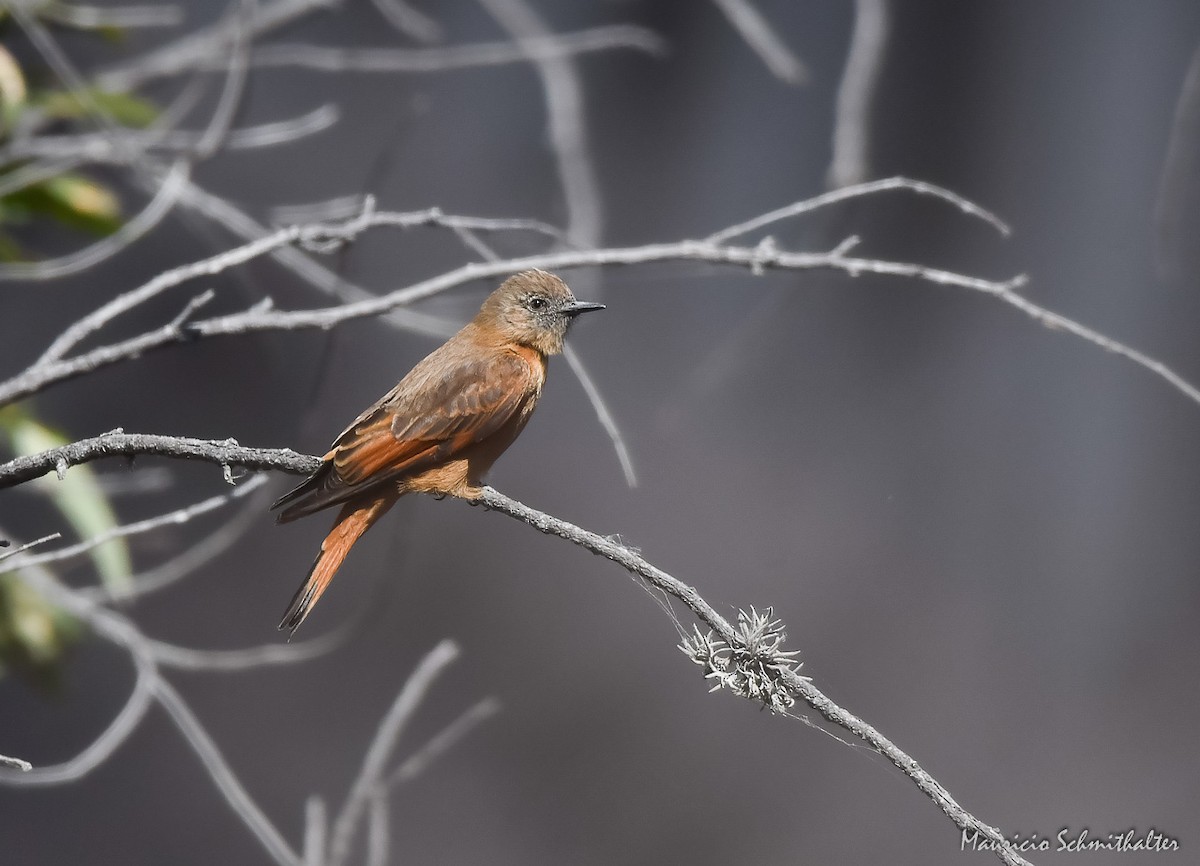 Cliff Flycatcher - Mauricio Schmithalter