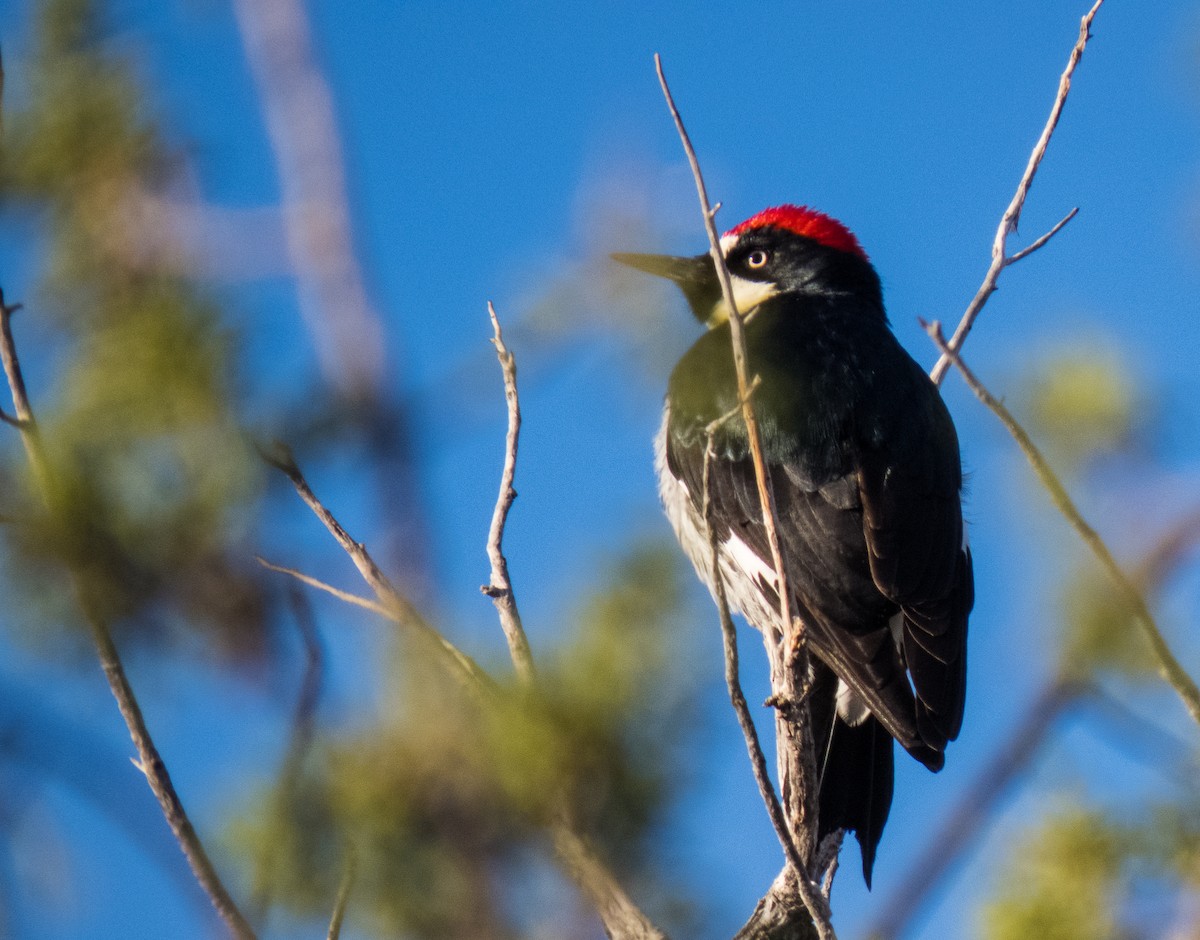 Acorn Woodpecker - Lois Farrington