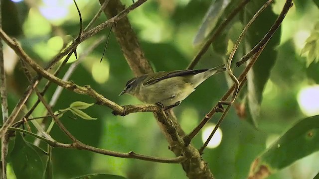 Tennessee Warbler - ML221312831