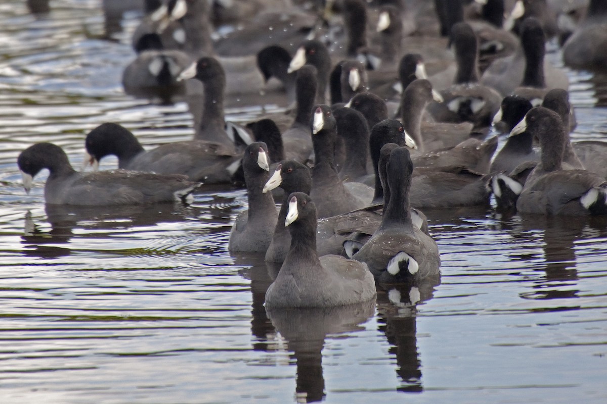 American Coot (Red-shielded) - ML221313431