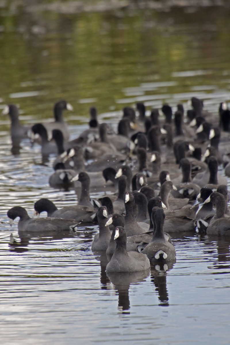 American Coot (Red-shielded) - ML221313471