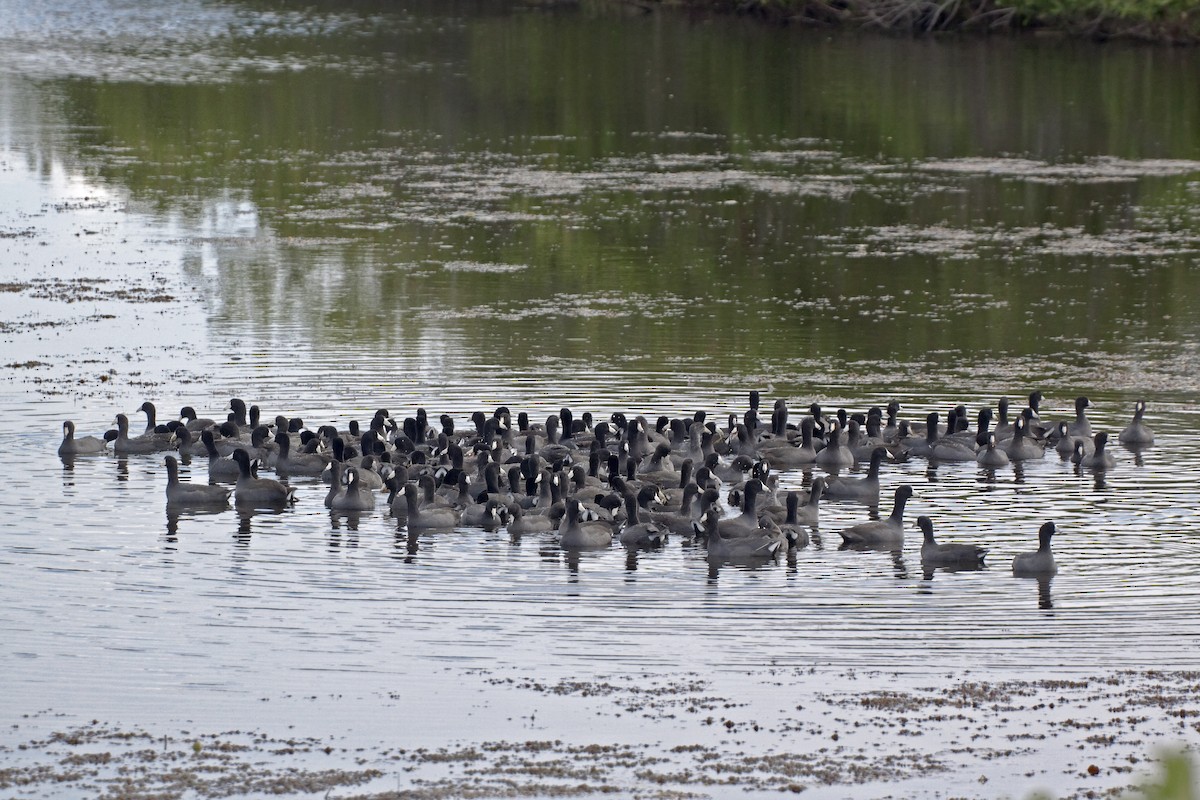 American Coot (Red-shielded) - ML221313491