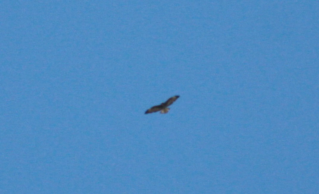 White-tailed Hawk - Jay McGowan