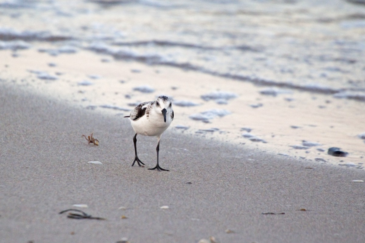 Sanderling - ML221314711