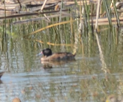 Black-headed Duck - ML221314841