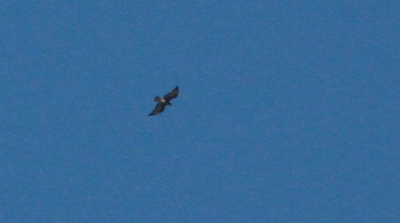 White-tailed Hawk - Jay McGowan