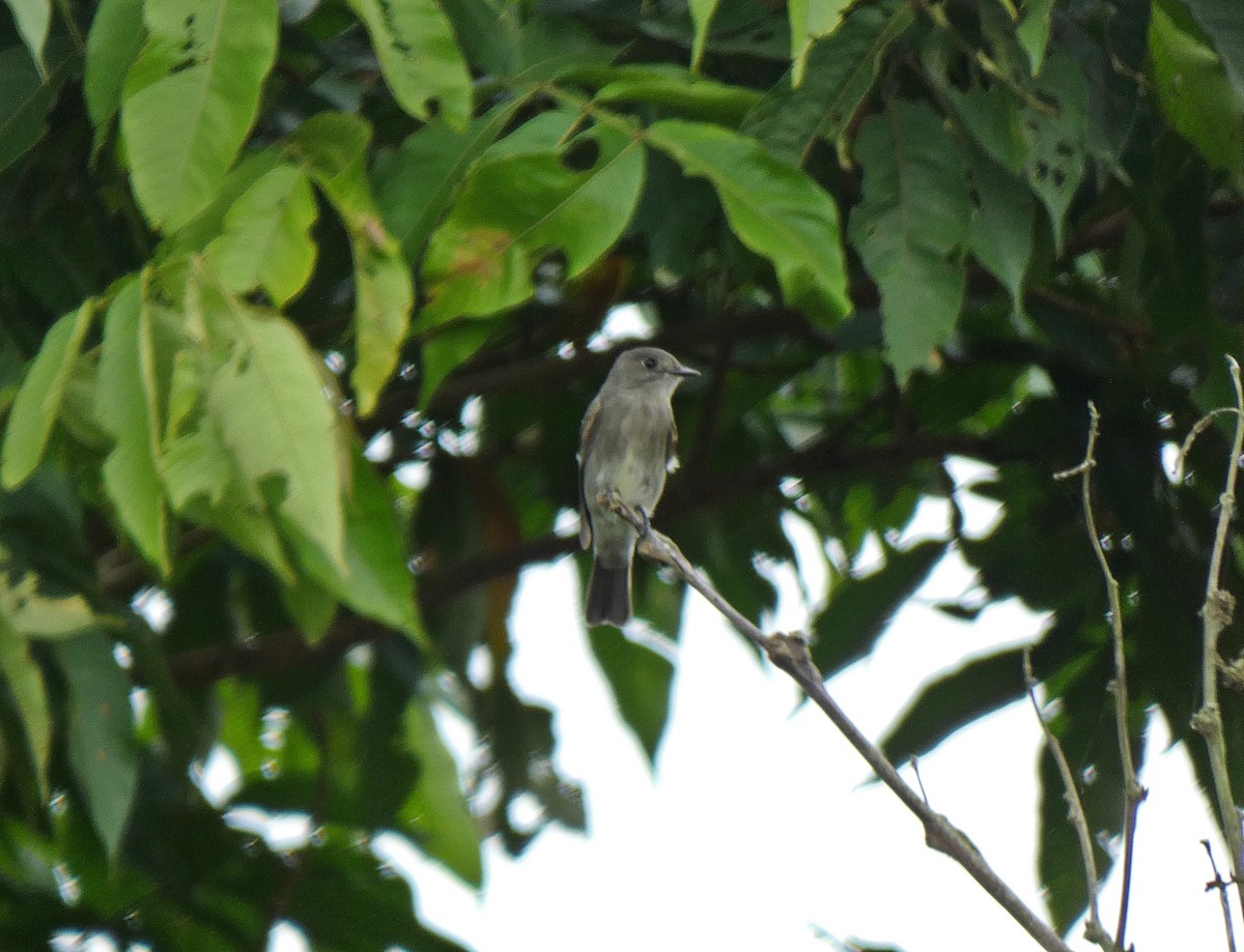 Western Wood-Pewee - ML221315371