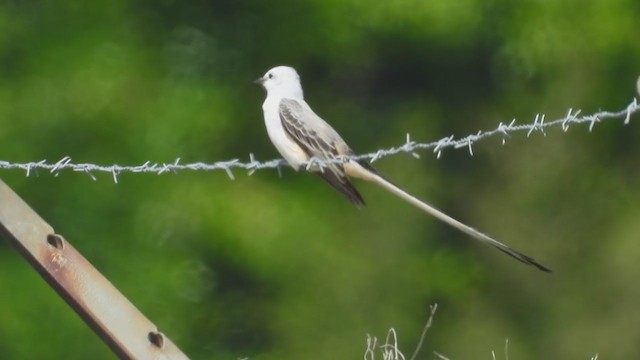 Scissor-tailed Flycatcher - ML221316051