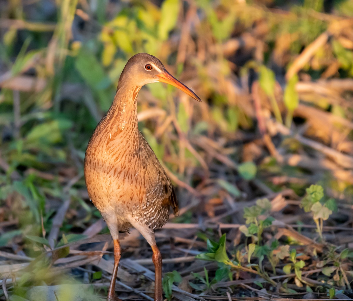 Ridgway's Rail - ML221316191