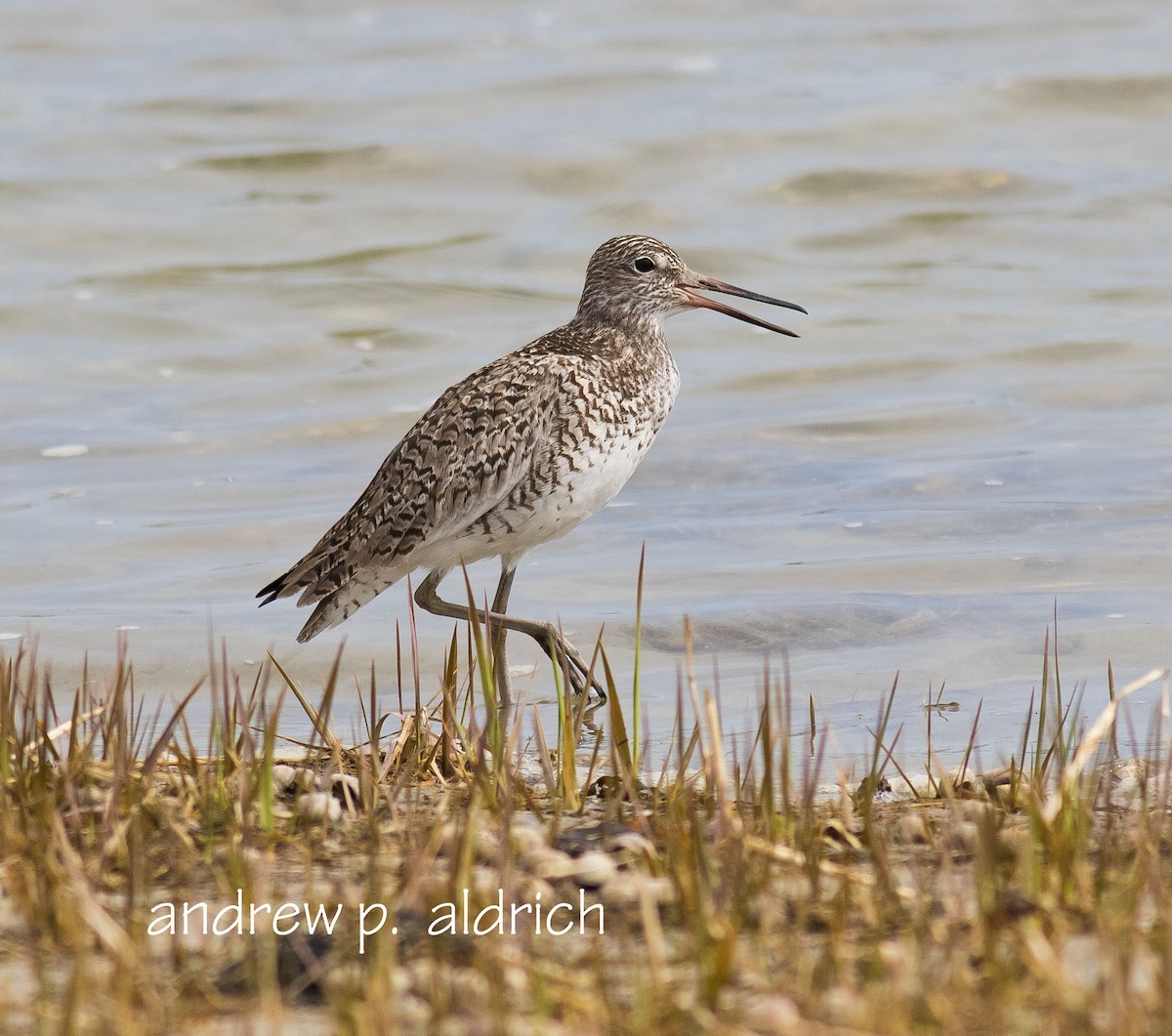 Willet (Eastern) - andrew aldrich