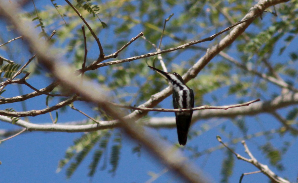 kolibřík tropický - ML22131671