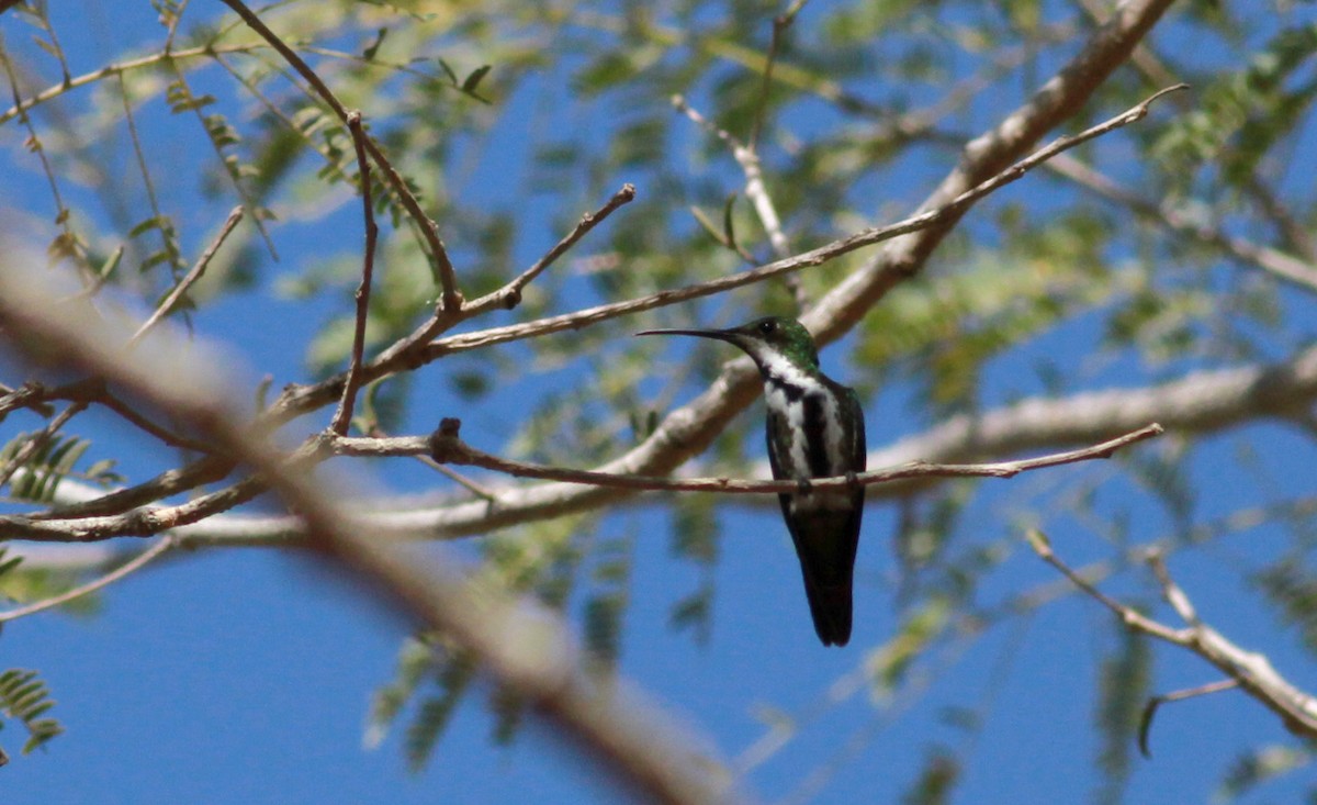 kolibřík tropický - ML22131691