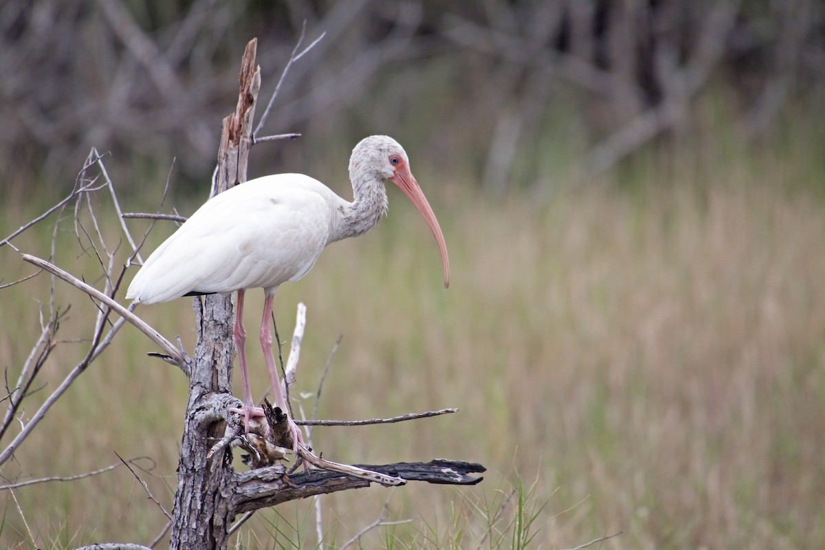 ibis bílý - ML221316971