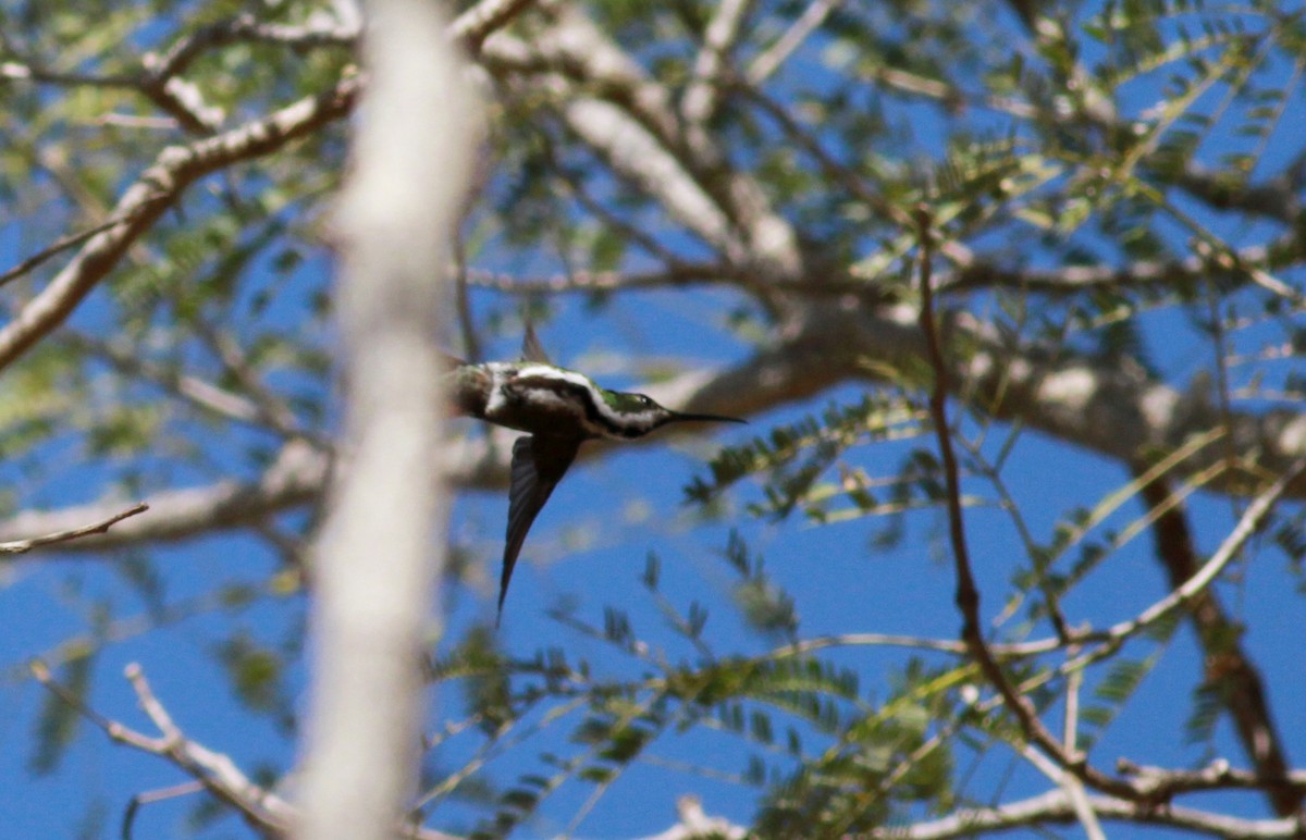 kolibřík tropický - ML22131731