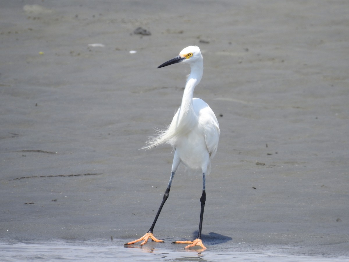 Snowy Egret - ML221318431