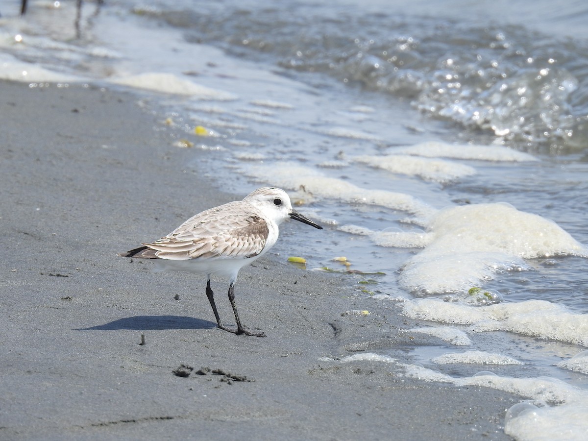 Sanderling - ML221318501