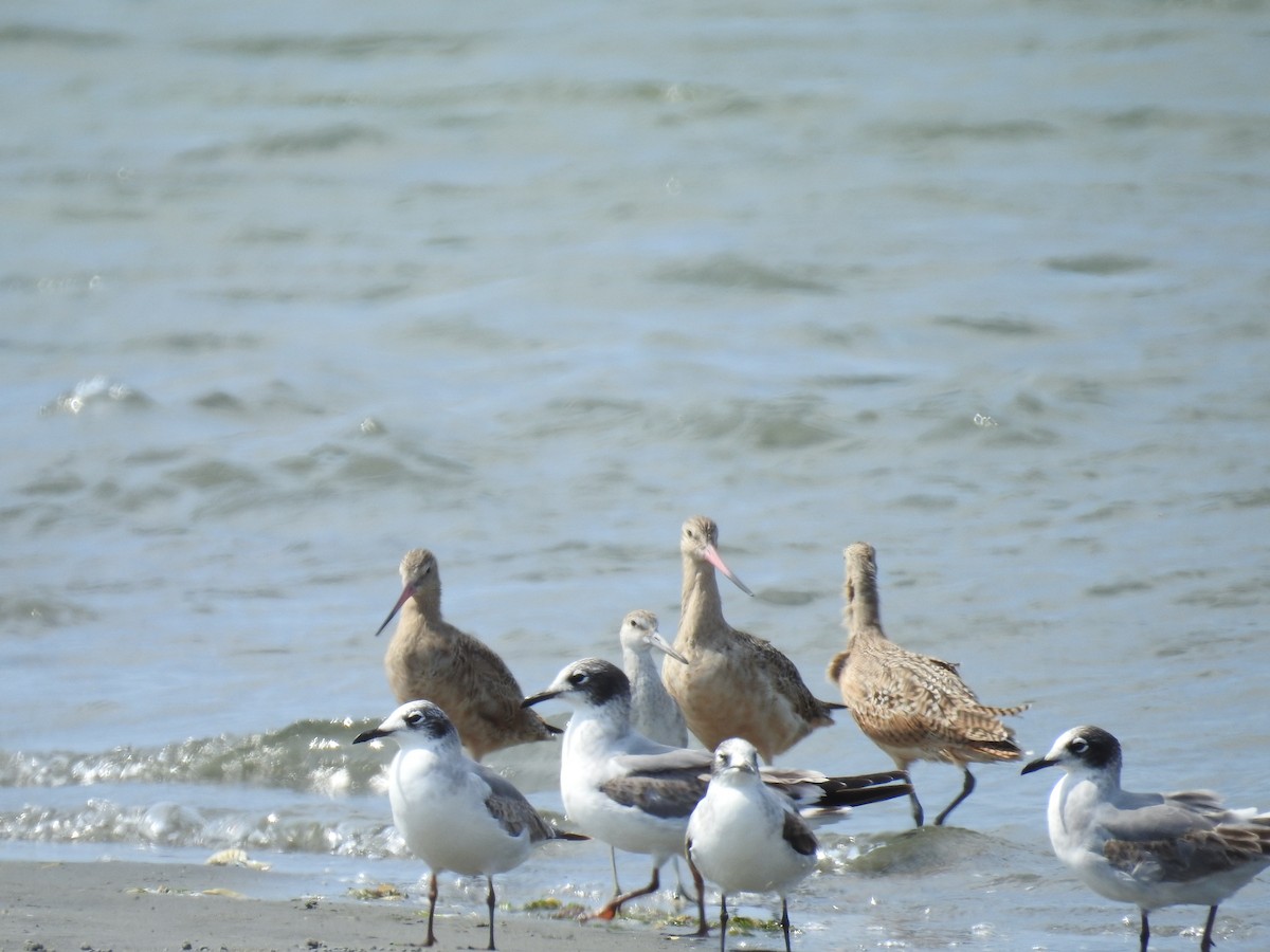 Marbled Godwit - ML221319561