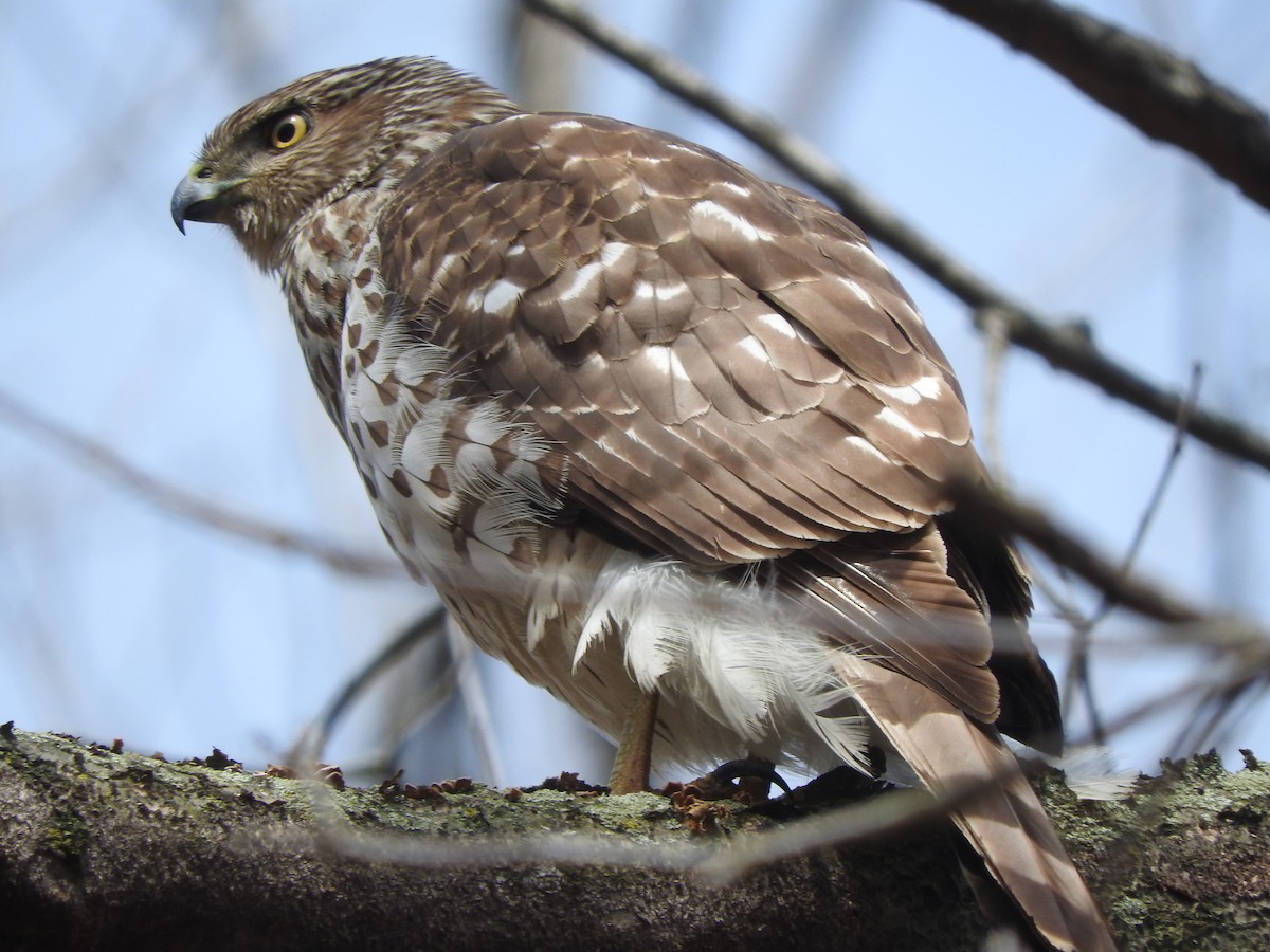 Cooper's Hawk - Mark Tomecko