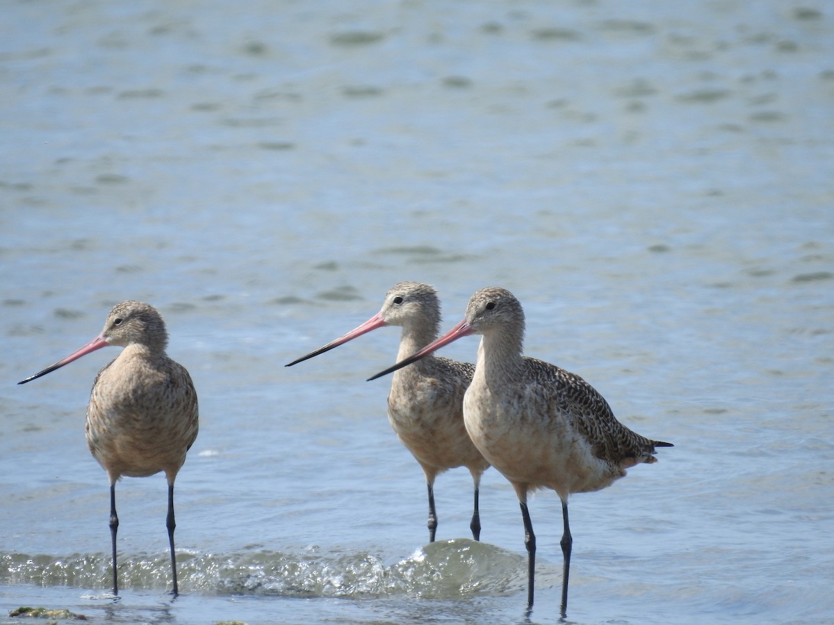 Marbled Godwit - ML221319871