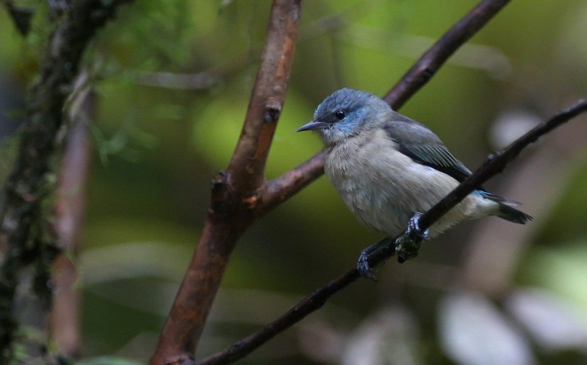 Black-legged Dacnis - ML221320151