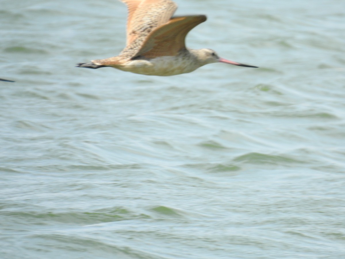 Marbled Godwit - Fernando Angulo - CORBIDI