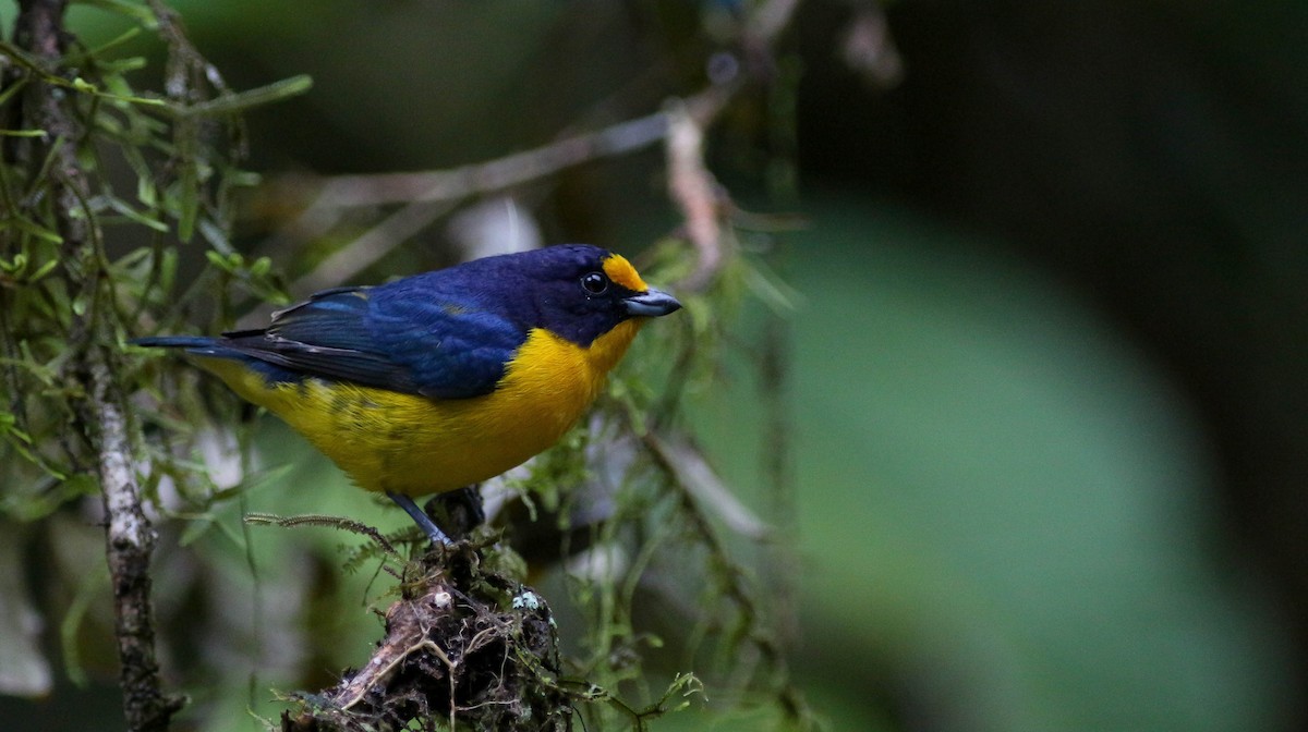 Violaceous Euphonia - ML221320381