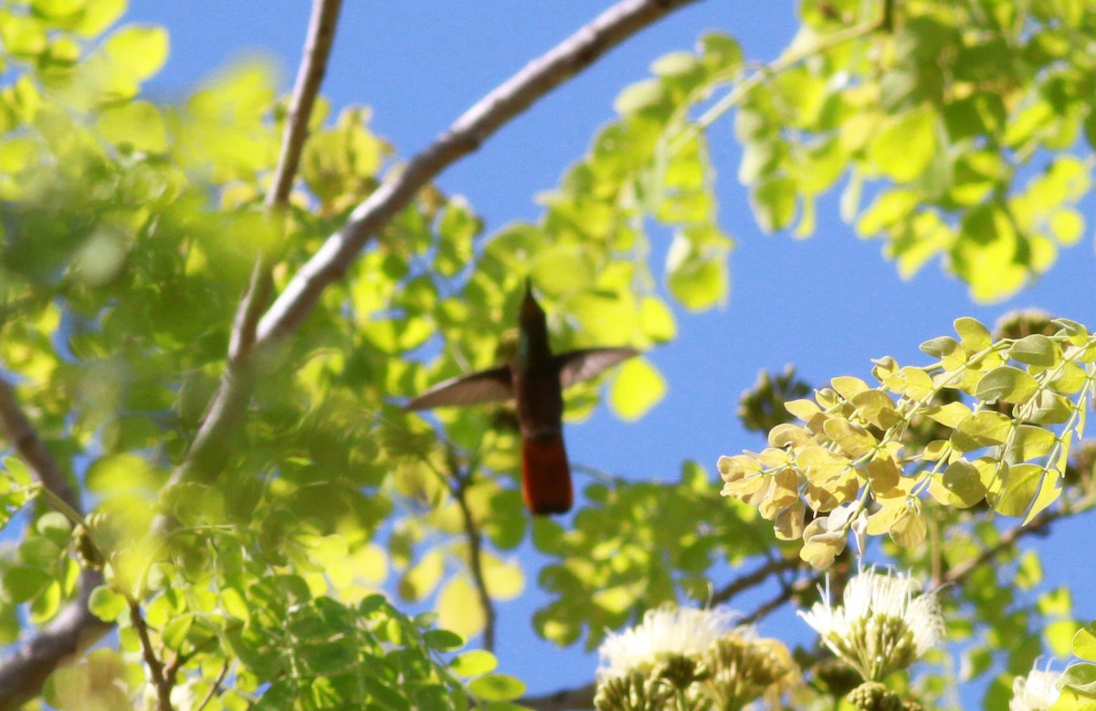 kolibřík červenohlavý - ML22132061