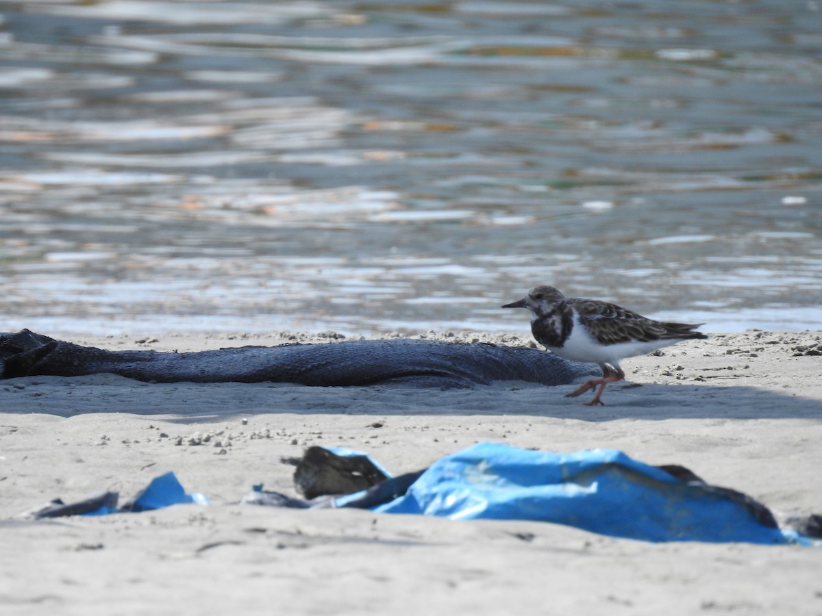 Ruddy Turnstone - ML221320871