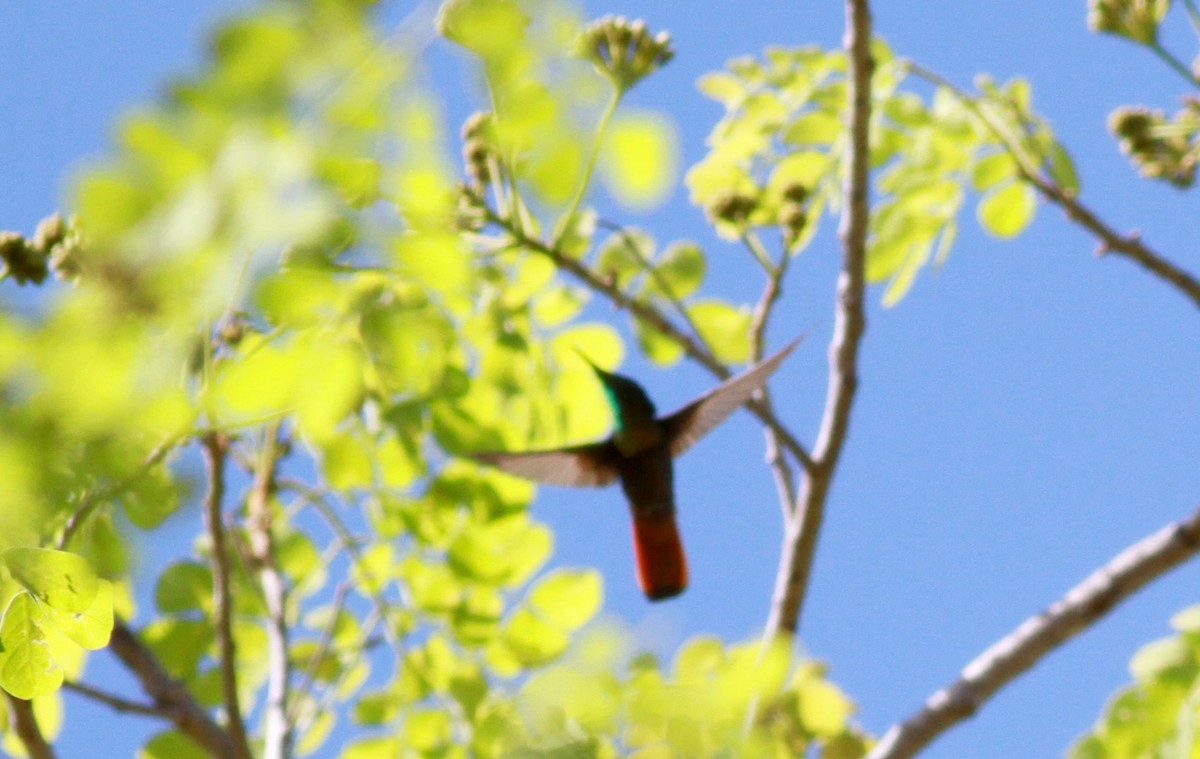 kolibřík červenohlavý - ML22132091