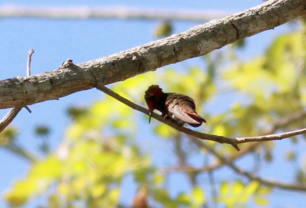 kolibřík červenohlavý - ML22132111