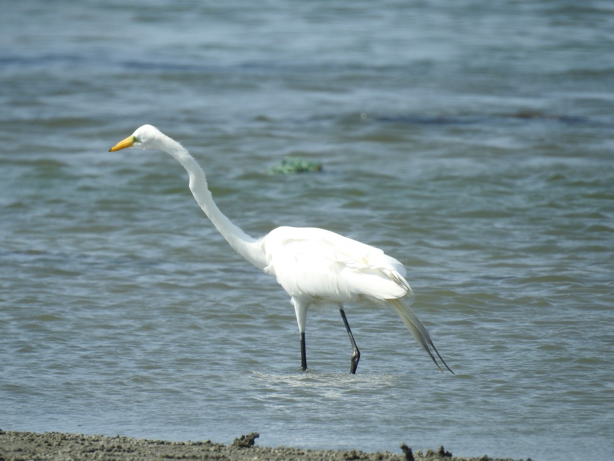 Great Egret - ML221321201