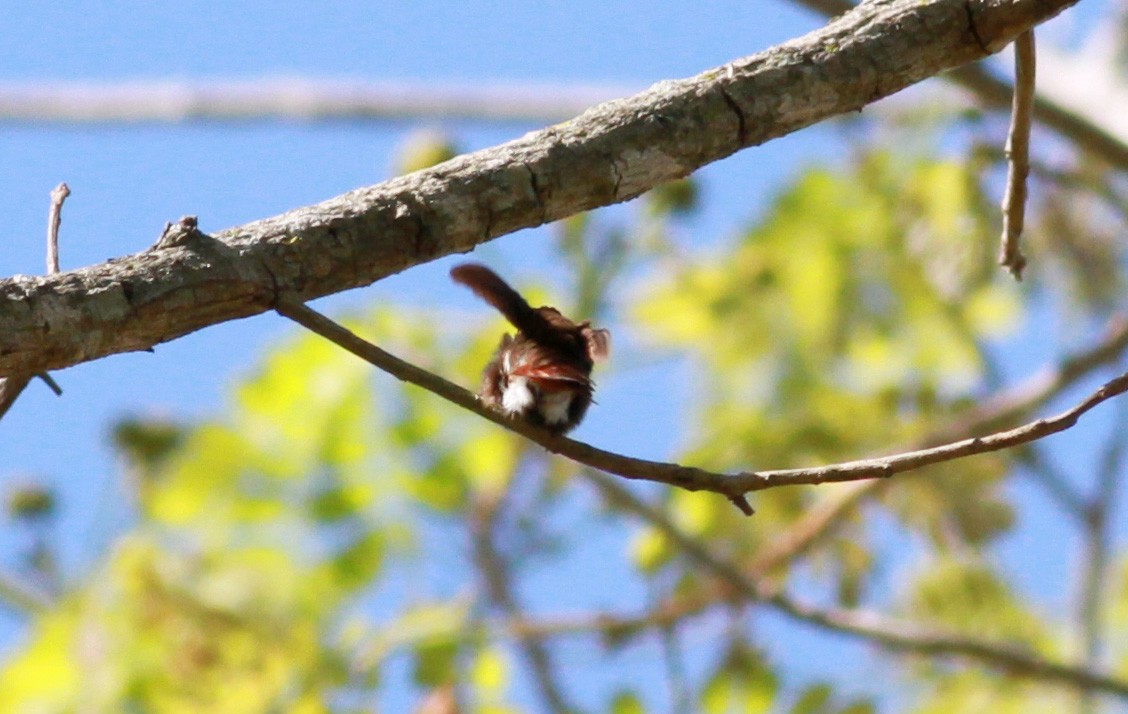 kolibřík červenohlavý - ML22132121