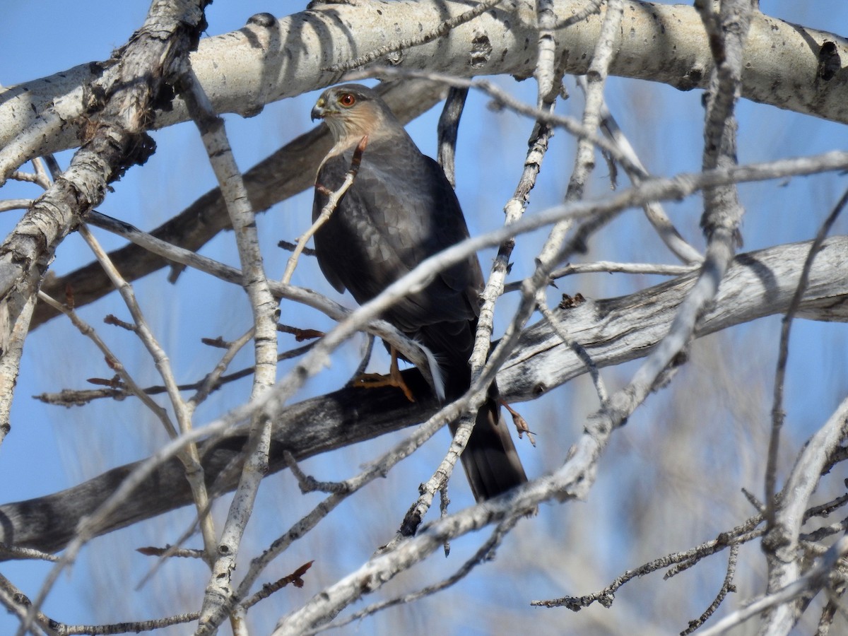 Sharp-shinned Hawk - Evan Walters