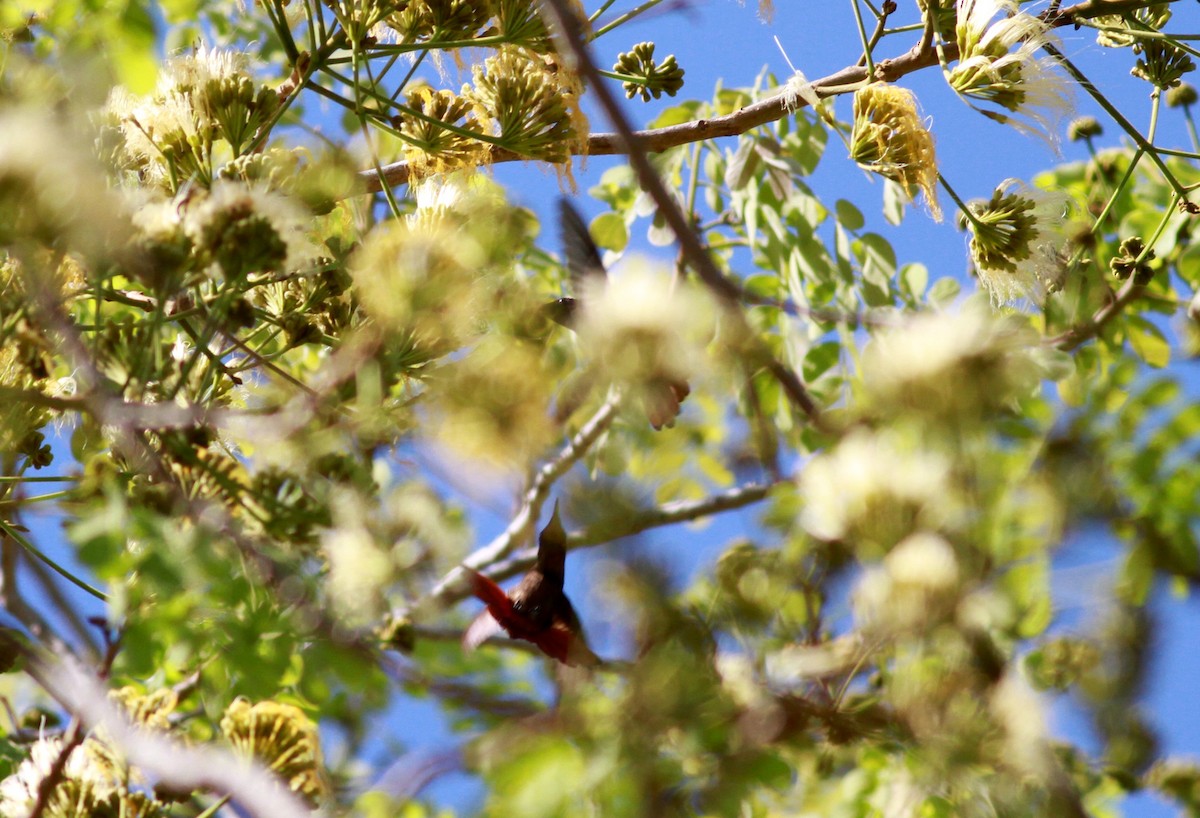 kolibřík červenohlavý - ML22132171