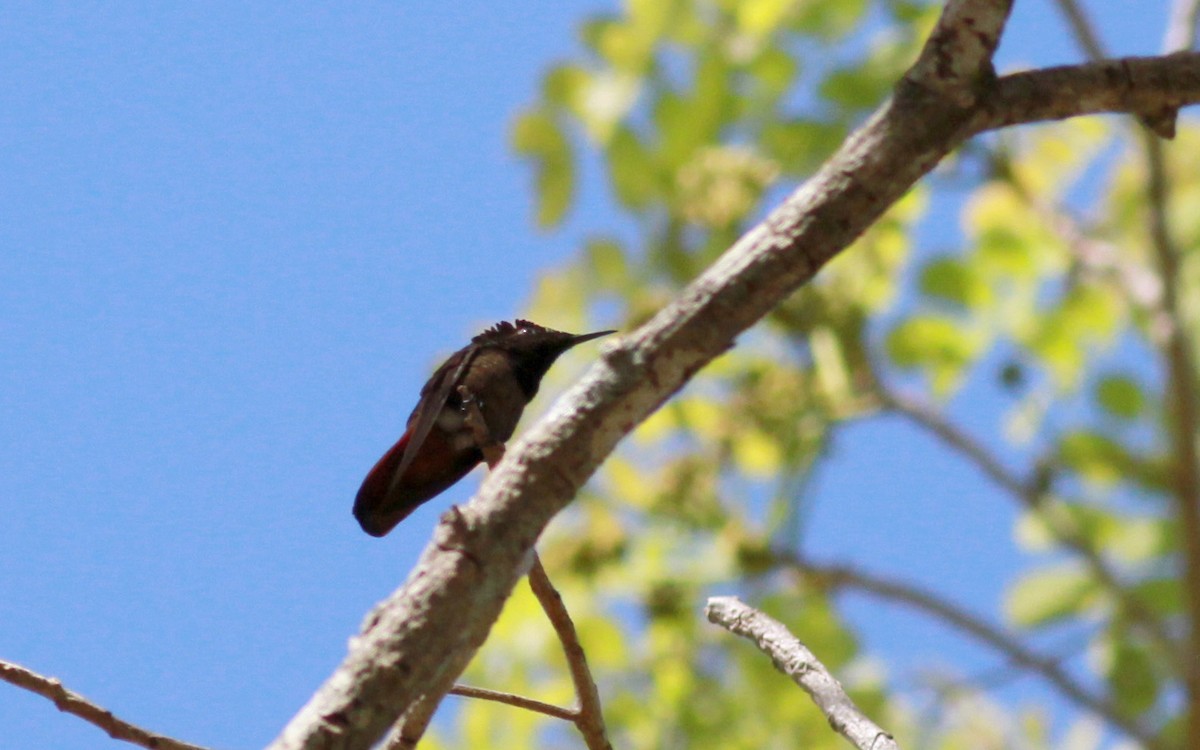 kolibřík červenohlavý - ML22132181