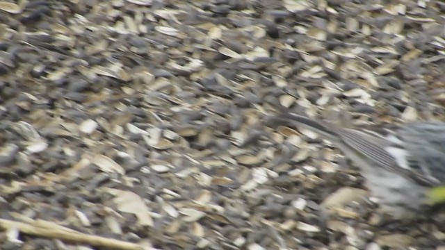 Yellow-rumped Warbler (Audubon's) - ML221321901