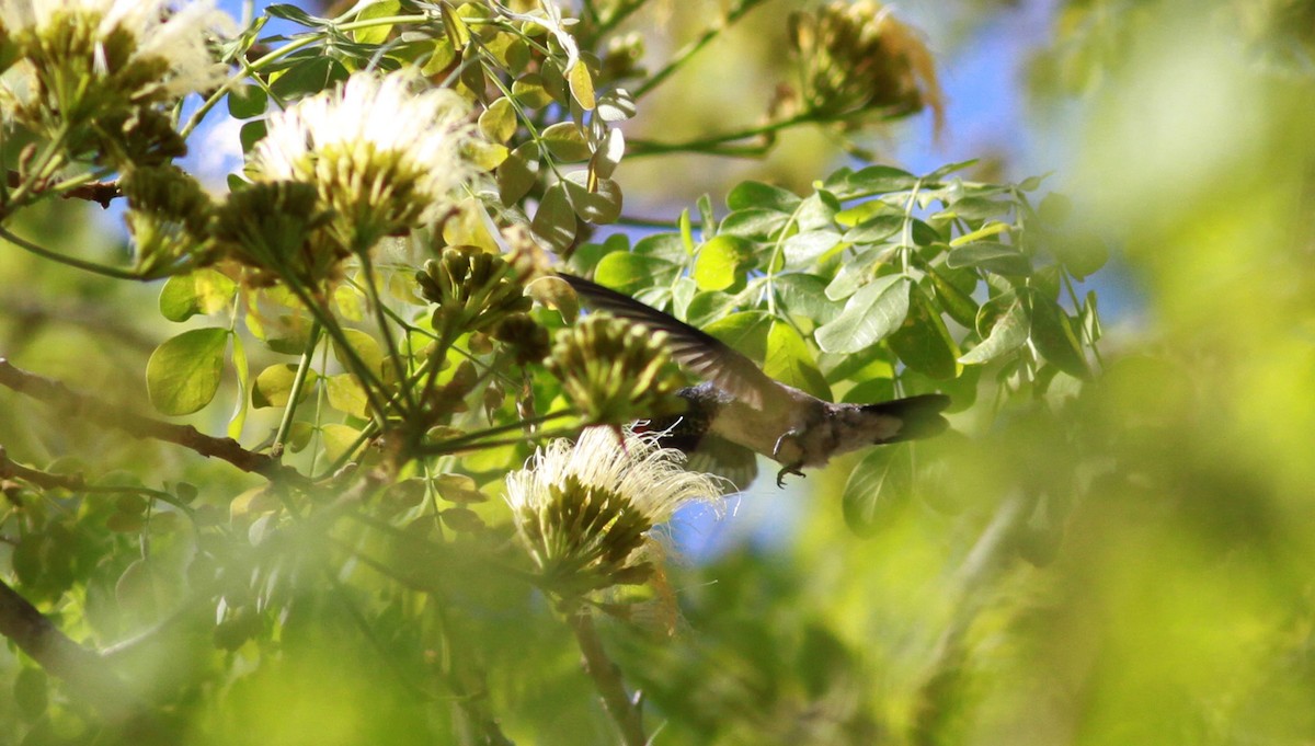 kolibřík zrcadlový - ML22132201