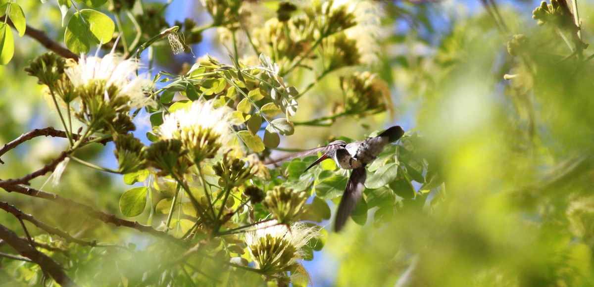 kolibřík zrcadlový - ML22132211